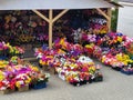 Street sale of artificial plastic flowers for Easter or Radunitsa Royalty Free Stock Photo