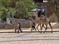 Street scene with camel, Axum, Ethiopia