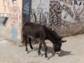 Street scene. Marrakesh. Morocco. Royalty Free Stock Photo