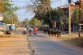Street scene rural town, cattles herd, man in bike