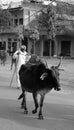 Street scene rural town, man and cattles herd,