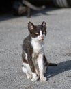 Street sick black and white cat portrait Royalty Free Stock Photo