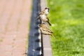 Street sparrow on little bronze fence