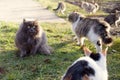 Street stray animals on the grass Royalty Free Stock Photo