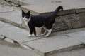 Street stray black and white cat Royalty Free Stock Photo