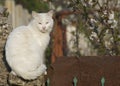 Street stray cats. Dirty white cat sitting on the fence