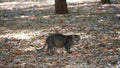 Street stray cats. A vagrant cat is  looking at the camera Royalty Free Stock Photo