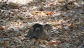 Street stray cats. A vagrant cat is sitting on the leaves and looking at the camera Royalty Free Stock Photo