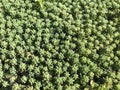 street succulent stonecrop. Sedum. green succulents.