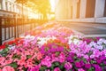 Street at sunset, decorated with a large flower bed of Impatiens.