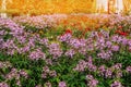 Street at sunset, decorated with a large flower bed of white, pink, purple flowers of Impatiens