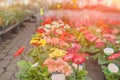 Street at sunset, decorated with a large flower bed of white, pink, purple flowers Royalty Free Stock Photo