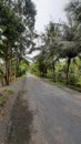 The Street in the surburb