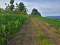 The street and the texture of green plants that grow on the soil of eastern Indonesia 5 Royalty Free Stock Photo