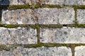 Street Tiles Beige Bricks With Moss Black and White Monochrome Texture Close-Up Macro Background Structure - Wallpaper Royalty Free Stock Photo