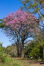 Street and the tree