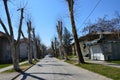 The street with the trrees platanus