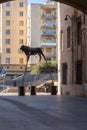 Street view from the central areas of Sculptures of Stephan Muntaner installed in front of the city hall of Marseilles, France