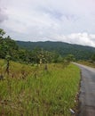 street view in Indonesian mountains during the day with plants and trees beside the road