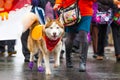 Street walking husky dog on a leash during rain