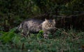 Street wild cat Royalty Free Stock Photo