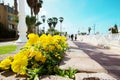 Street with yellow flowers in the center of Nahariya, Israel Royalty Free Stock Photo
