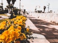 Street with yellow flowers in the center of Nahariya, Israel Royalty Free Stock Photo