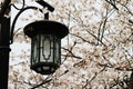 Streetlamp and cherry blossoms Royalty Free Stock Photo