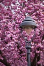 Streetlight in front of pink cherry blossoms Royalty Free Stock Photo