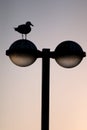 streetlight with seagull