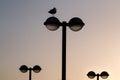 streetlight with seagull