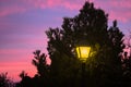 Streetlight shining under a tree Royalty Free Stock Photo