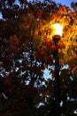 Streetlight Street Light by Autumn Leaves at Night