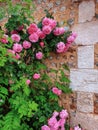 Streets of Etretat village, Normandy, France. Beautiful pink roses on the wall background