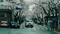Streets lined with trees blossoming in the Spring season at Jinhae Gunhangje Festival, Jinhae, South Korea Royalty Free Stock Photo