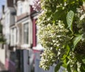 Streets of London, bunches of flowers.