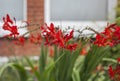 Streets in London, England - a sunny day; red flowers. Royalty Free Stock Photo