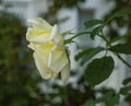 Streets of London, England, the UK - yellow rose in front of white townhouses.