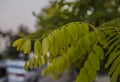 Streets in London - light green leaves.