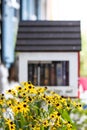 Take some leave some library in the background with Maryland\'s Black Eye Susan flowers in the foreground. Royalty Free Stock Photo