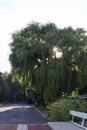 Streetview weeping willow and sunflowers