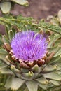 Close up Photograph taken in San Diego, California of a purple flower