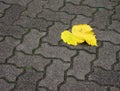 Streetway of stoneblock and yellow leaf Royalty Free Stock Photo