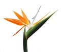 Strelicia Royalty Free Stock Photo