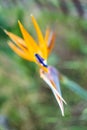 strelicia flower head with focused blue leaf part