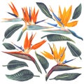 Vector tropical set of Strelitzia Reginae, tropical flowers and leaves. Royalty Free Stock Photo