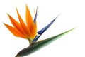 Strelitzia