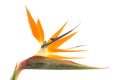 Strelitzia also known as bird of paradise flower