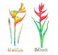 Strelitzia bird of paradise, crane lily and Heliconia caribaea, red form isolated on white hand painted watercolor illustration