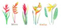 Strelitzia bird of paradise, crane lily and Heliconia flowers set, red form isolated on white hand painted watercolor